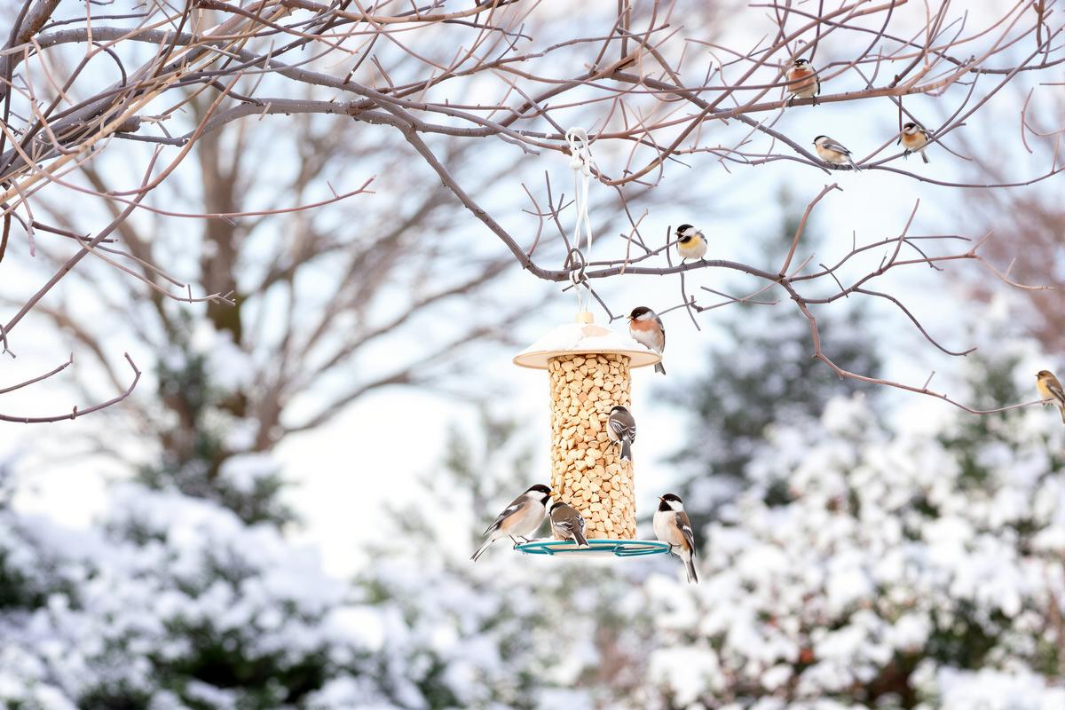 Place This Cheap Treat in December—Birds Will Flock Back Every Morning