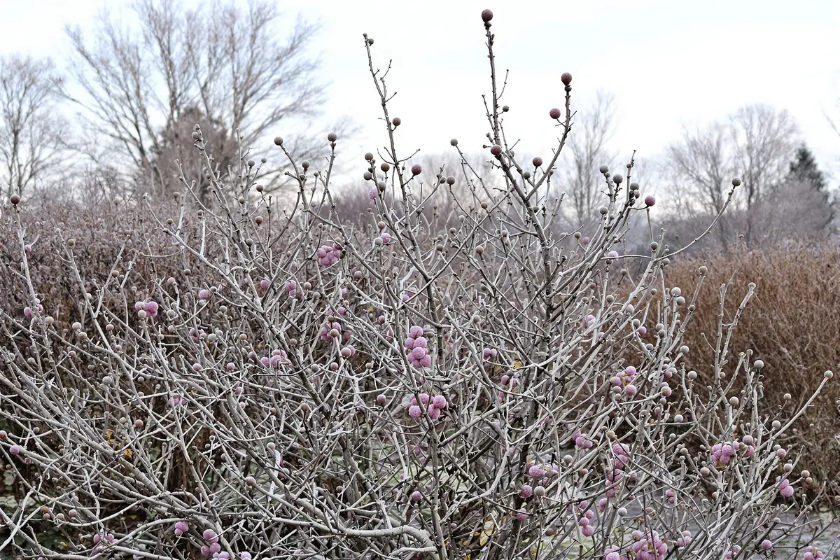 Warning: Pruning This Plant in January Could Kill Its Spring Blooms