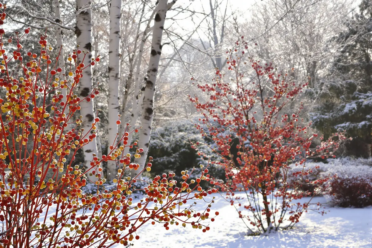 Winter trees transform your garden—beauty with a hidden eco-power