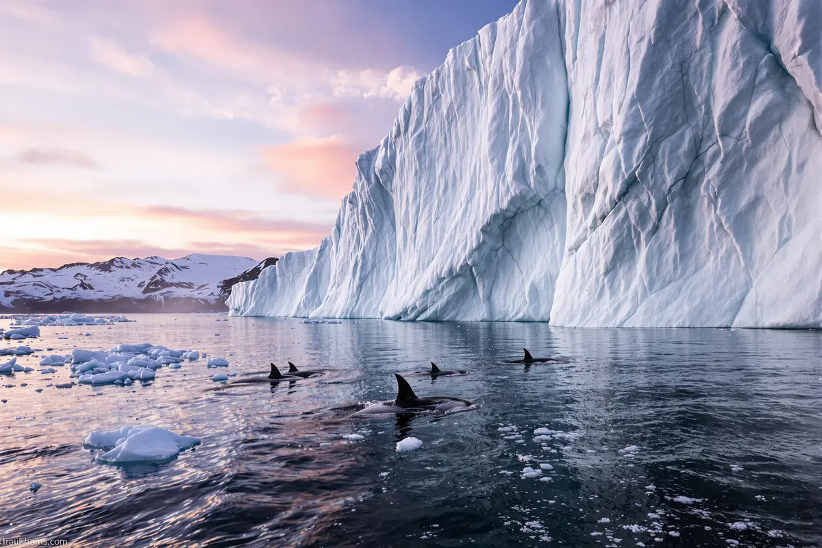 Greenland emergency: orcas spotted too close to collapsing ice shelves